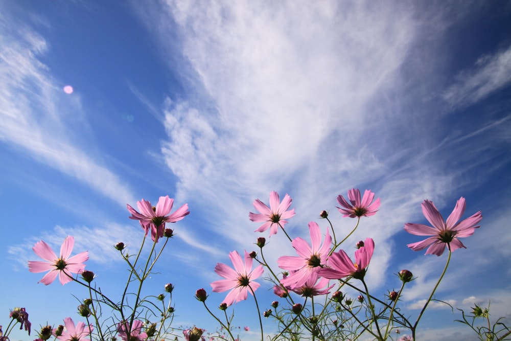 白い巻雲の下のピンクの花びらのローアングル写真