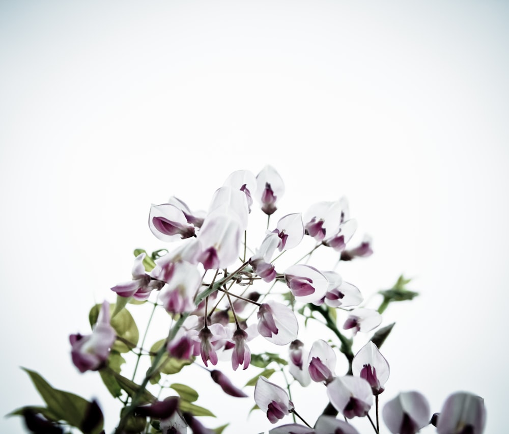 white-and-pink-petaled flowers digital wallpaper