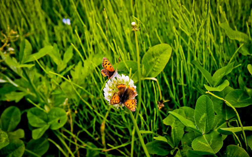 tortoiseshell butterfly on white flower