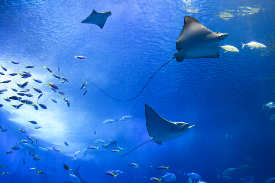 Manta ray gliding over a coral reef in clear blue water