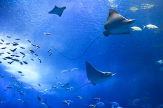 grey stingrays underwater photography