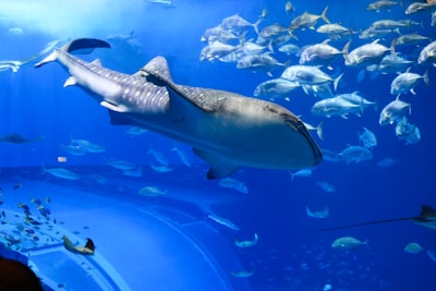 A large whale shark swims gracefully in a vast aquarium, accompanied by numerous smaller fish. The background is a deep blue, representing the underwater environment. The light creates a shimmering effect on the water.