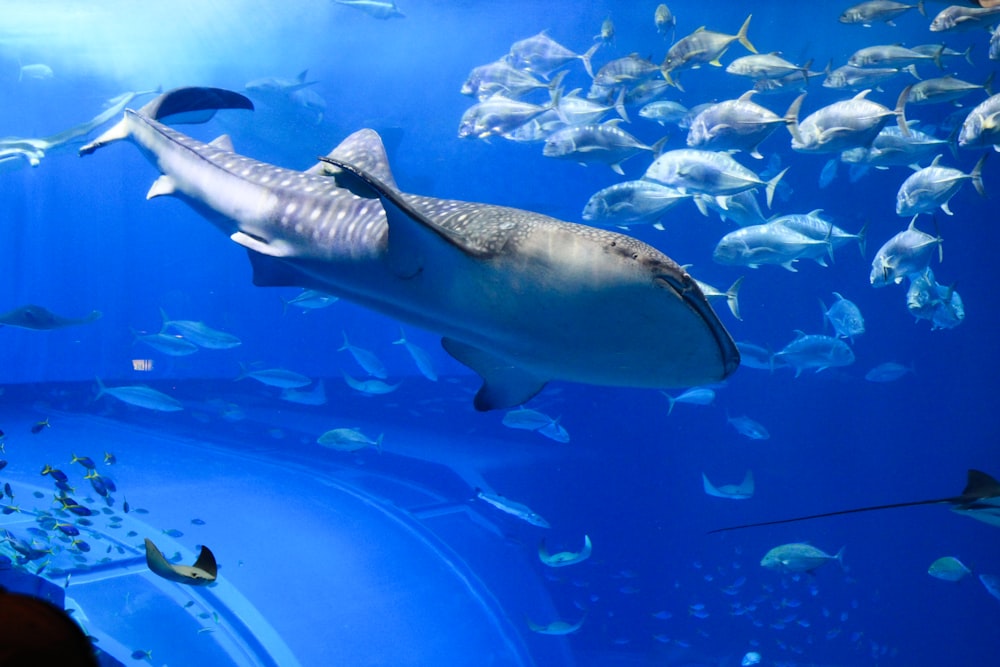 Photographie sous-marine de baleine grise
