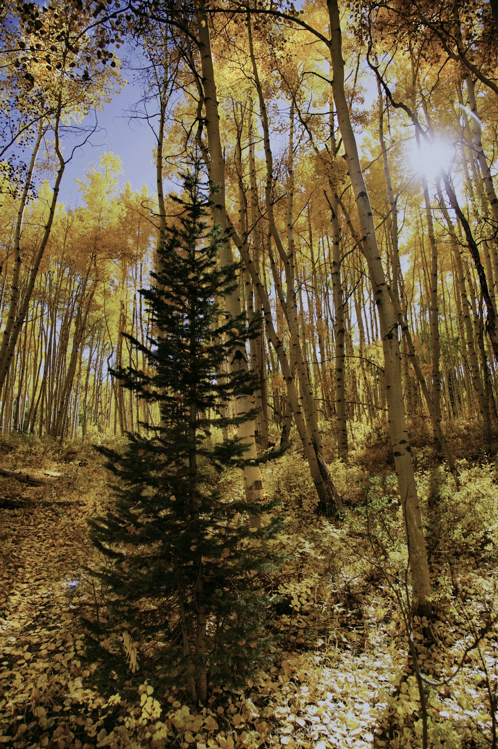 green pine tree during daytime