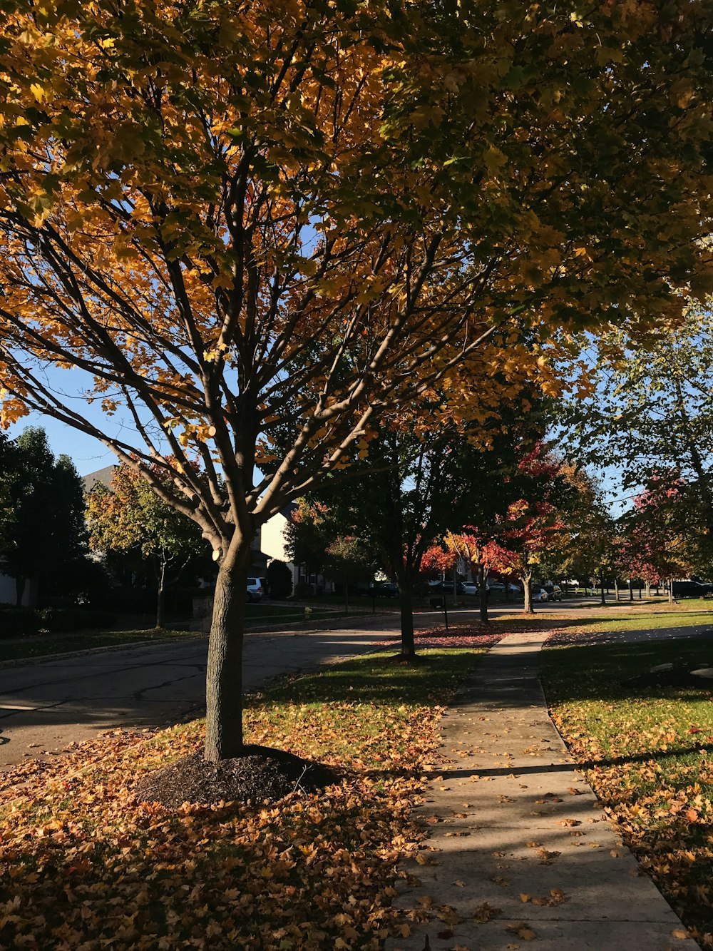 brown-leafed trees during daytime