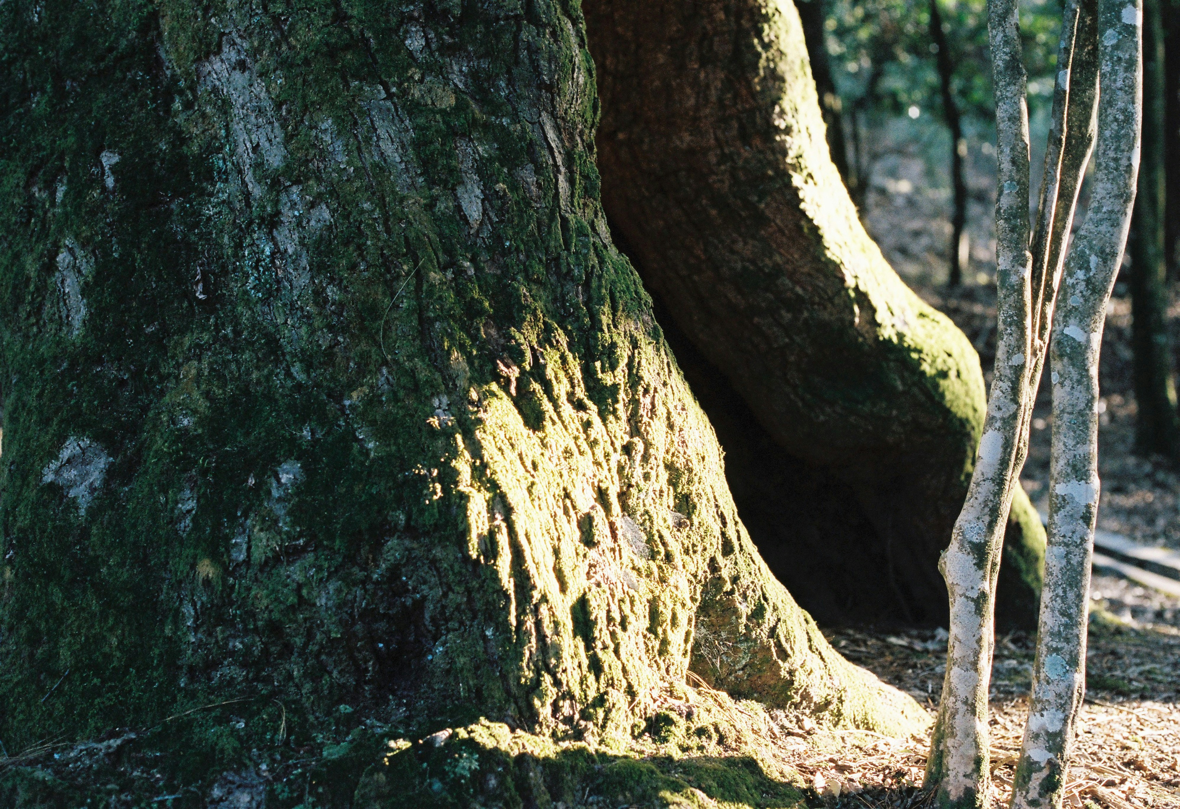 a tree trunk with moss growing on it