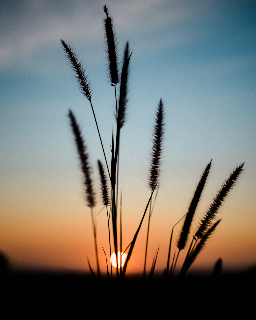 silhouette of tall grass