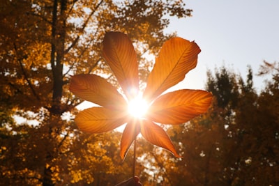 yellow leaves sunlight teams background