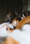 two black-and-white cats