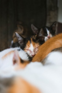 two black-and-white cats
