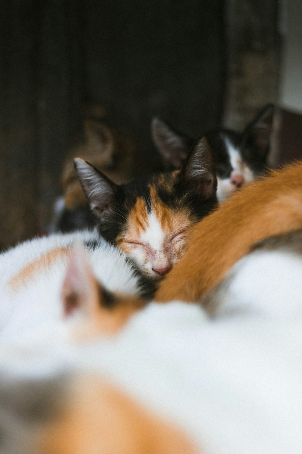 two black-and-white cats