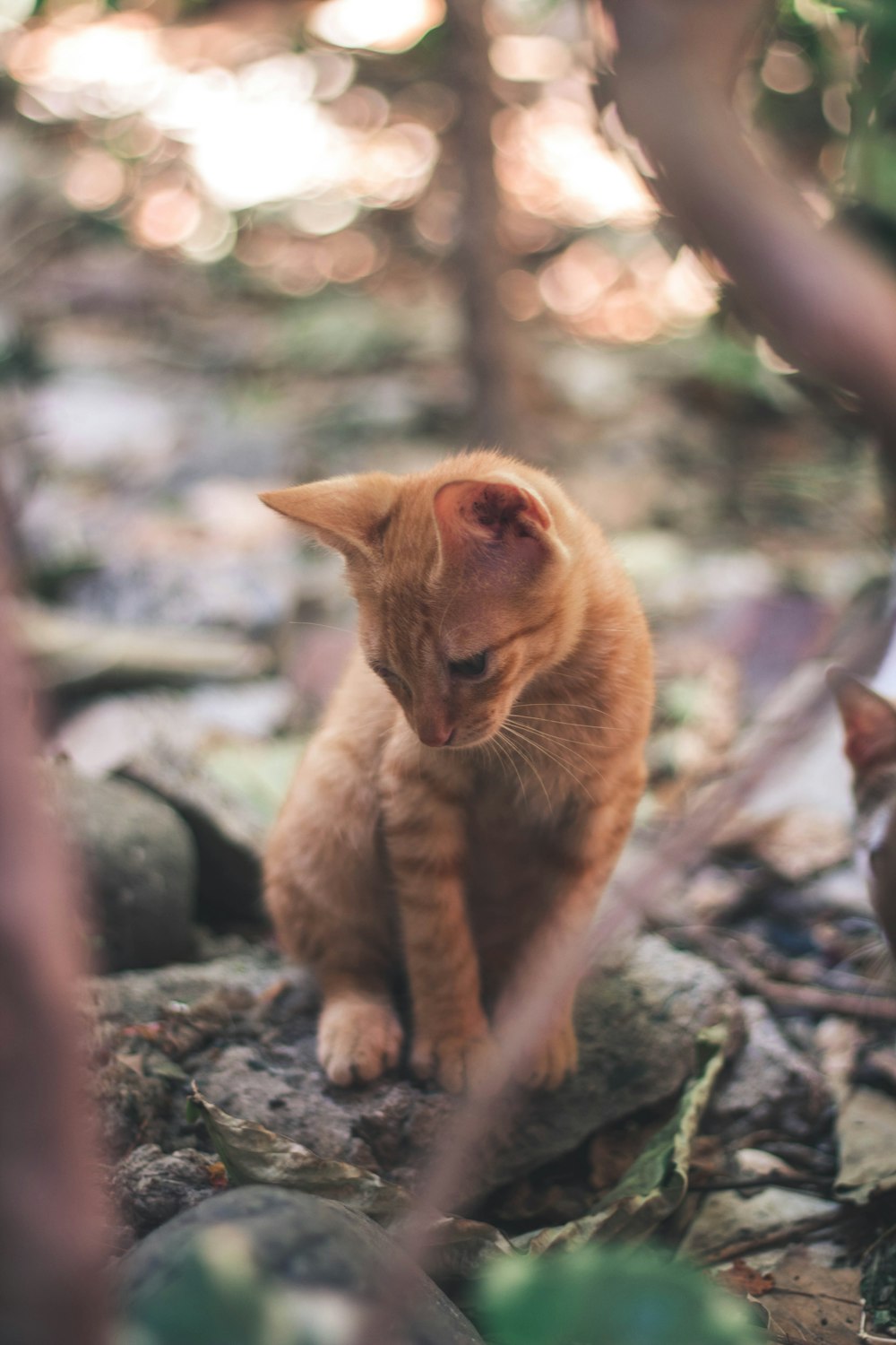 orange tabby cat