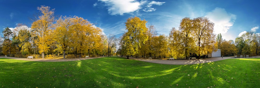 green grass field near brown trees