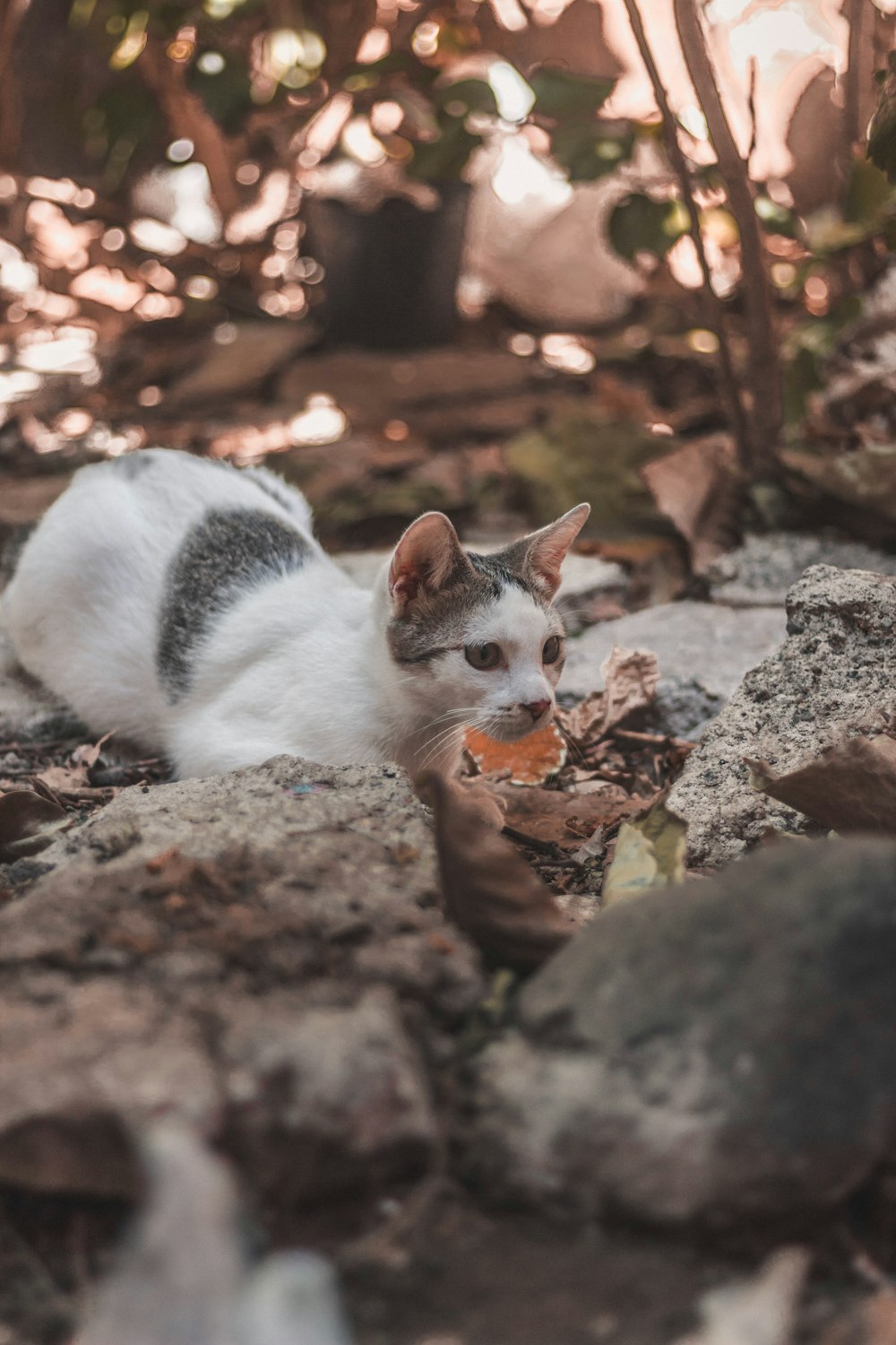 white and grey cat on rock