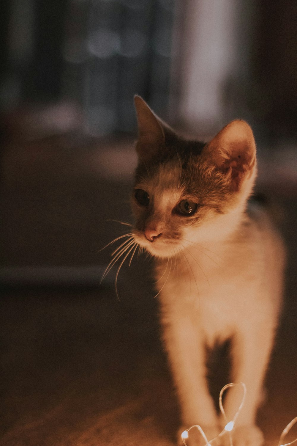 short-fur white and brown kitten