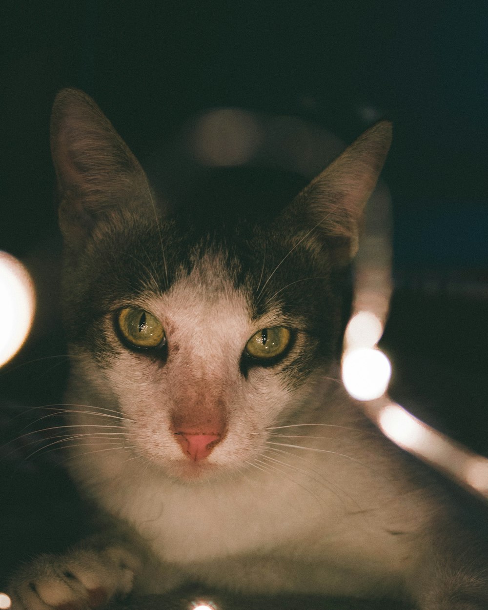 grey and white cat in close-up photography