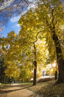 green trees during daytime