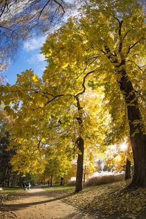 green trees during daytime