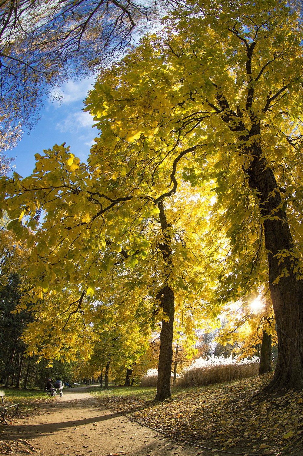 green trees during daytime