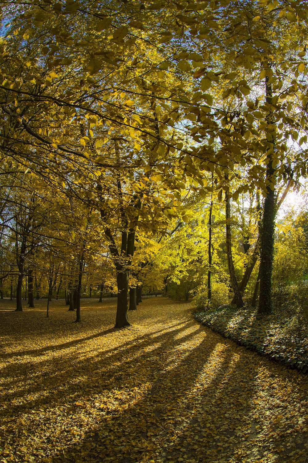 green-leafed trees during daytime