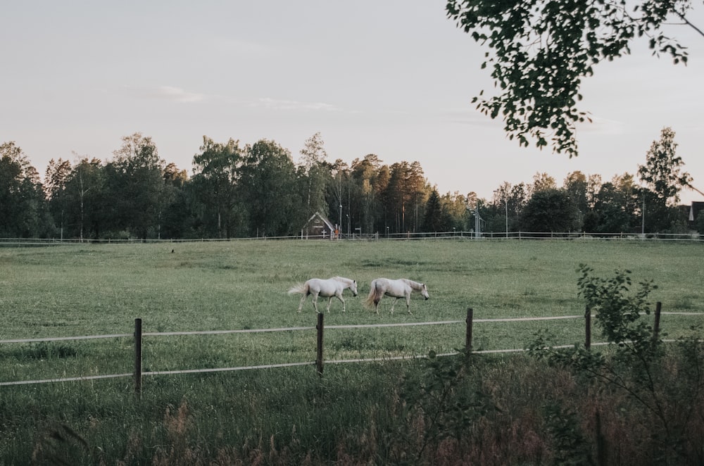 two white horses inside cage