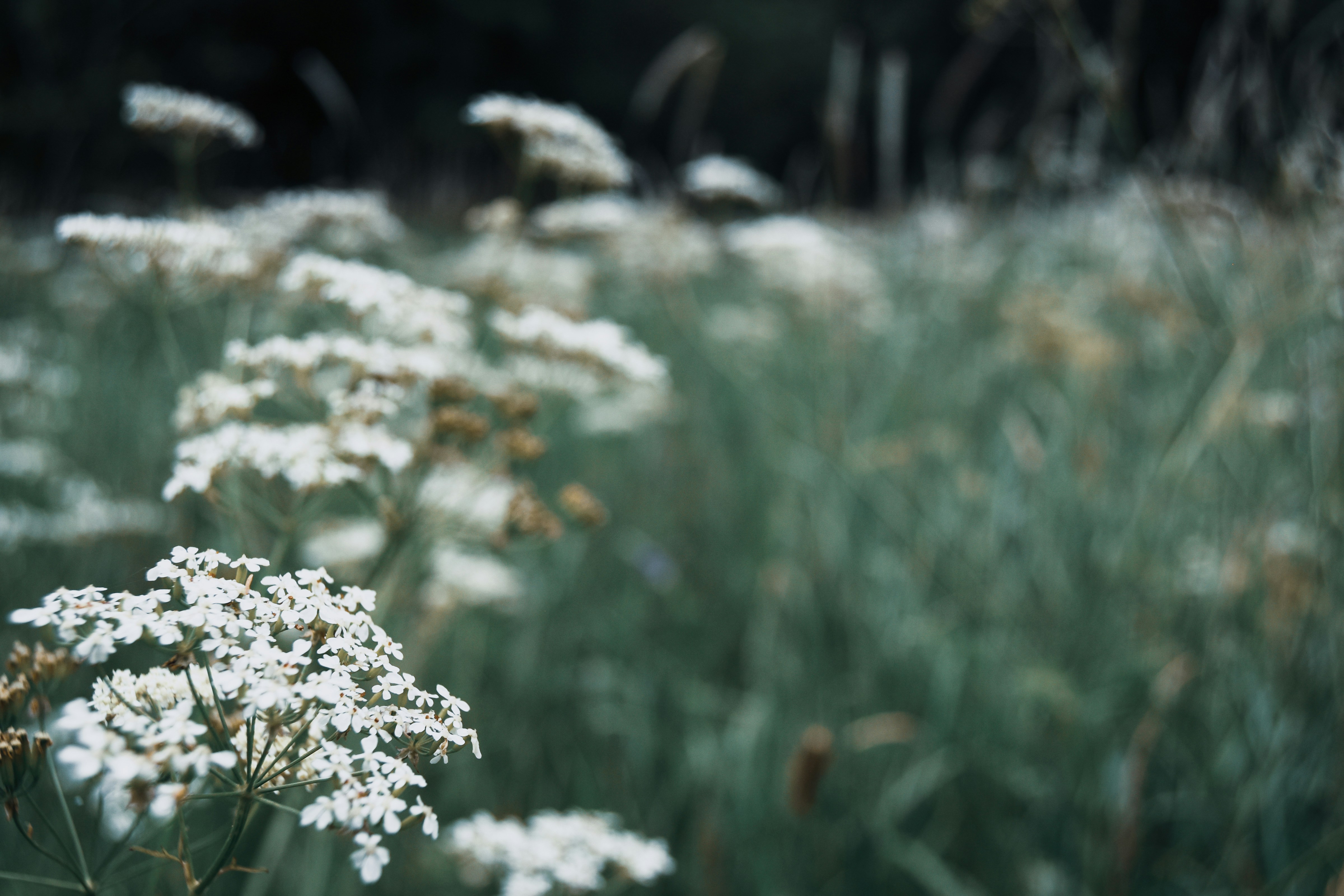 Photo by seitamaaphotography