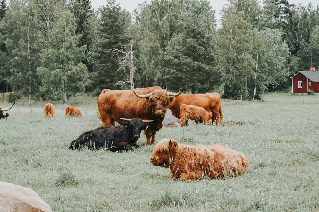 brown cattle during daytime