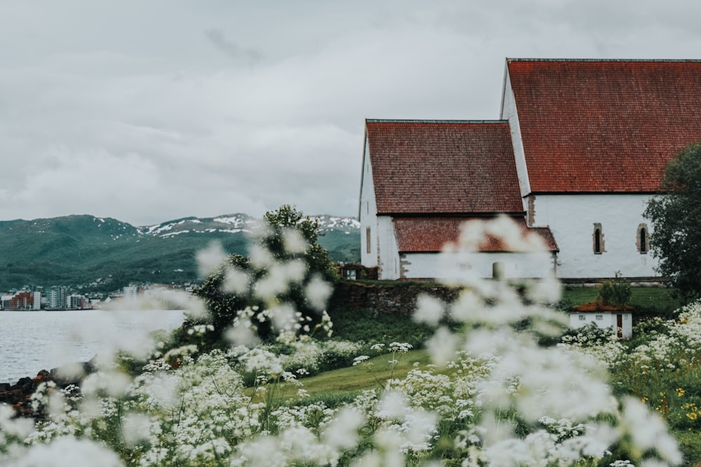 white and brown house near white flower field