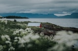 A cozy coastal cottage framed by wildflowers and rugged shoreline.