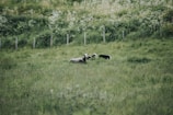 A herd of white sheep resting together on a sunny hillside with wildflowers.