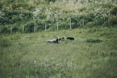 A herd of white sheep resting together on a sunny hillside with wildflowers.