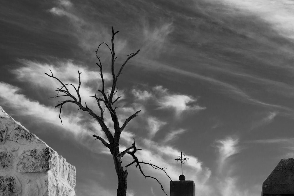 bare tree near buildings