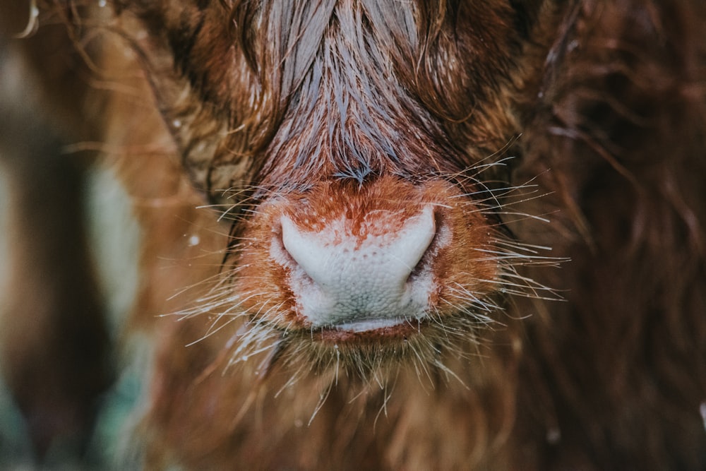 a close up of a brown cow's nose