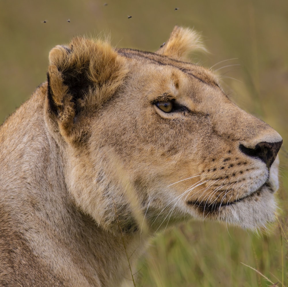 selective focus photography of lioness during daytime