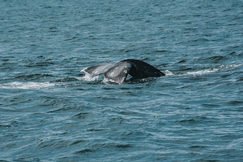 whale at sea
