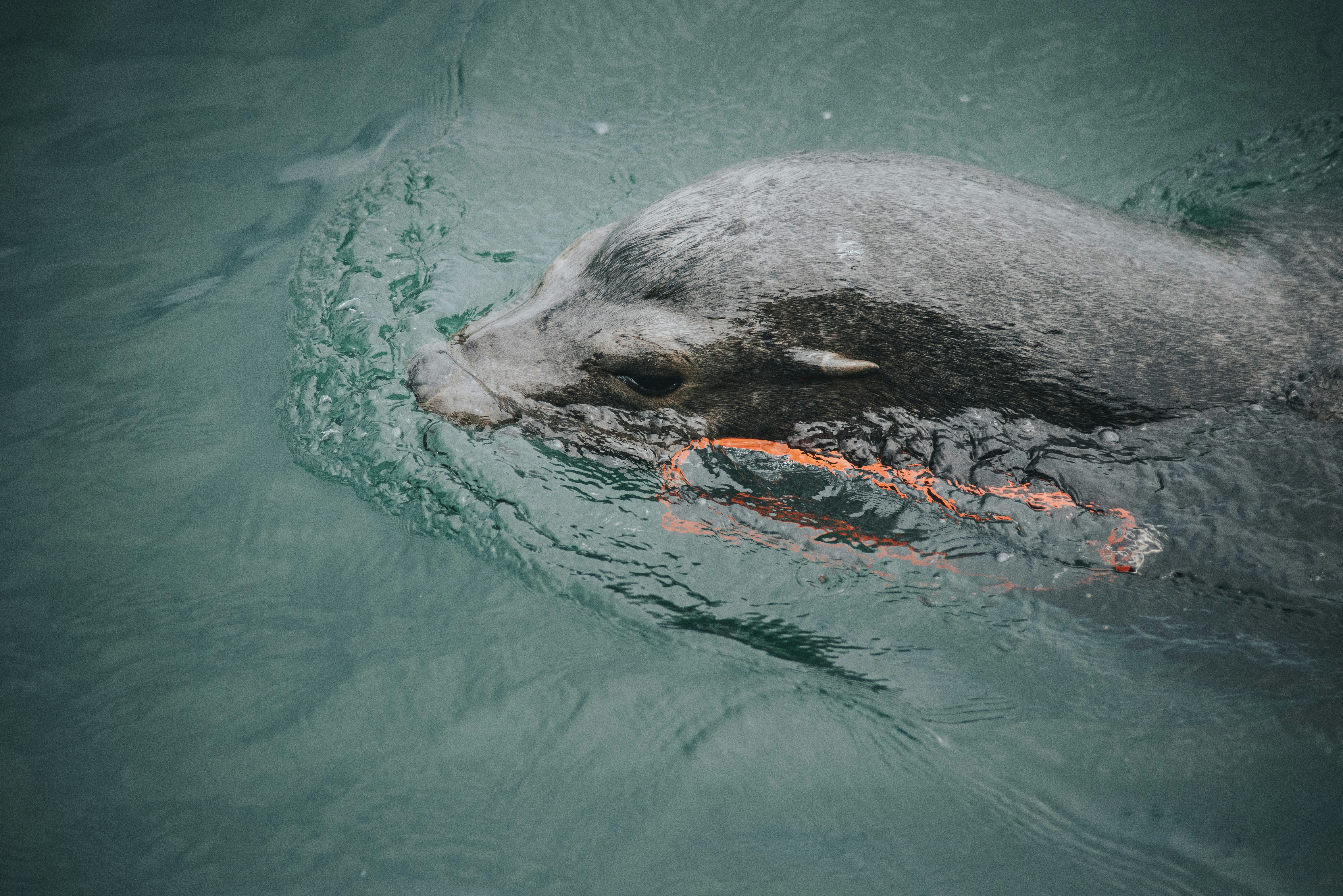 Photo by seitamaaphotography