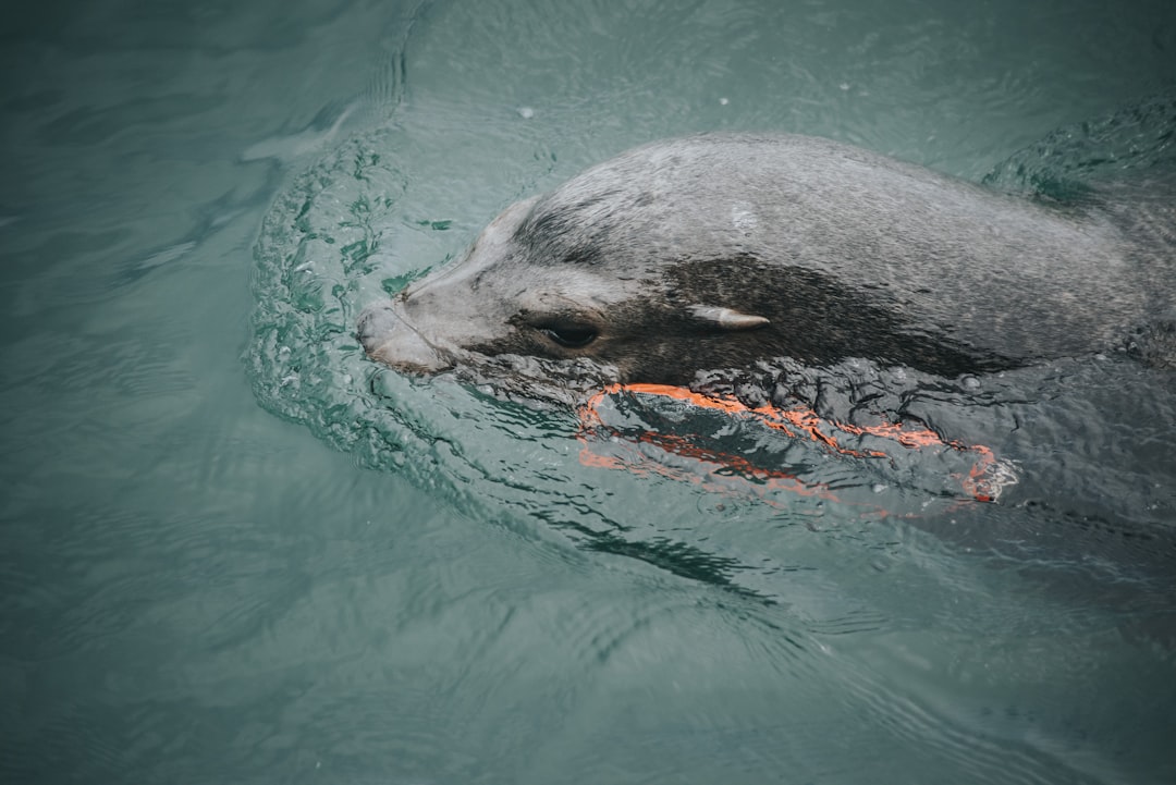 black mammal on water