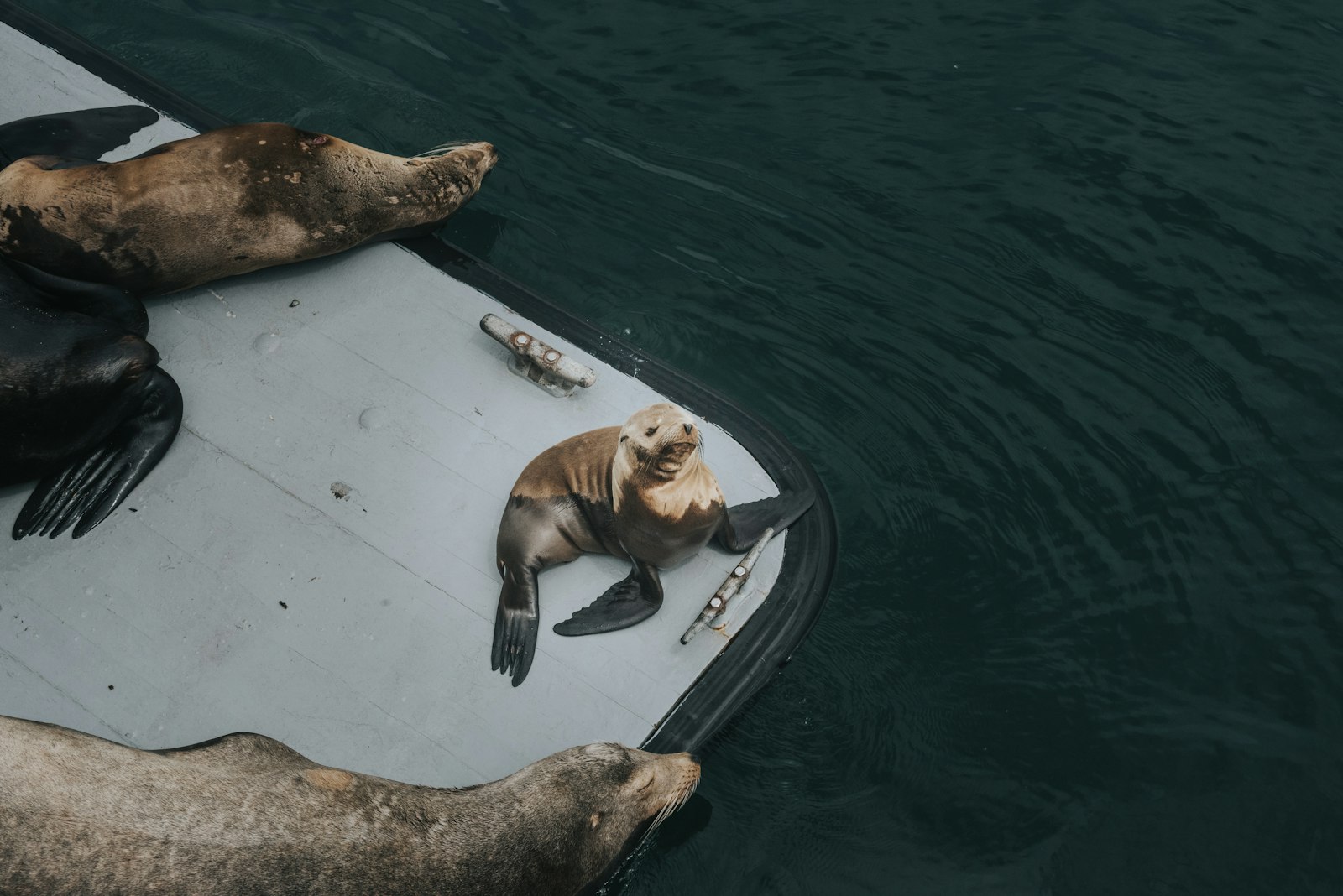 Nikon D810 + Tamron SP 70-300mm F4-5.6 Di VC USD sample photo. Sea lions photography