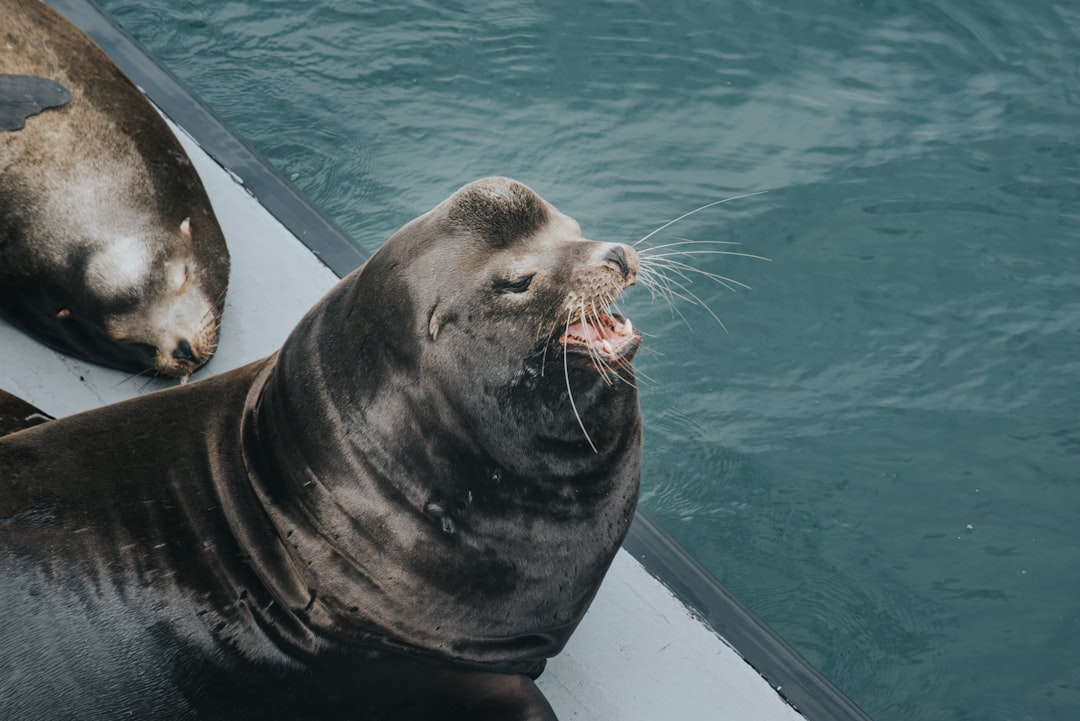 black sea lion