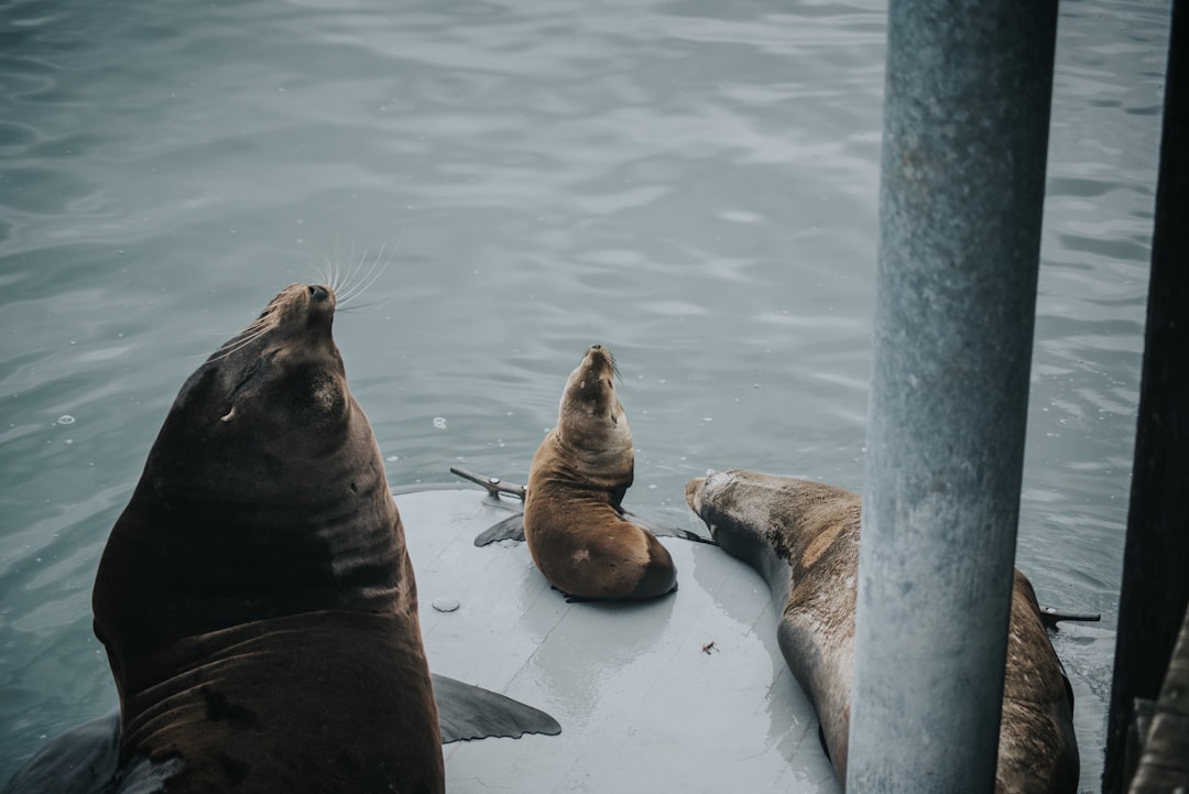 seals in theme park