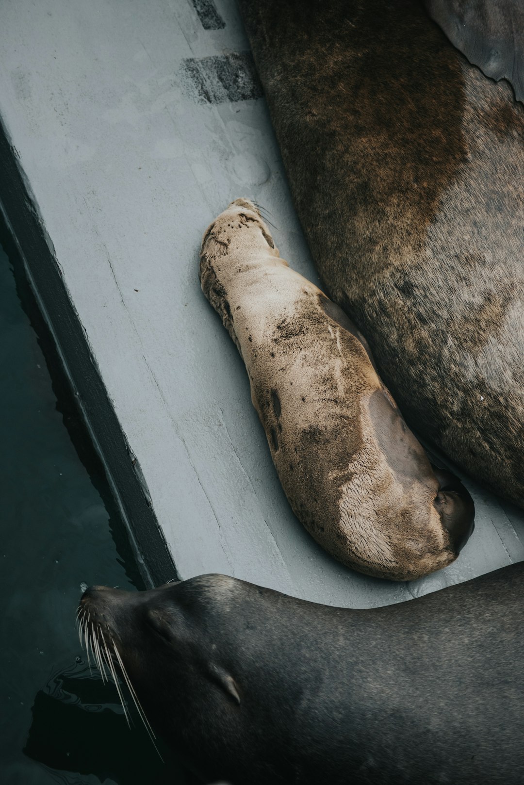 brown and white sea lion