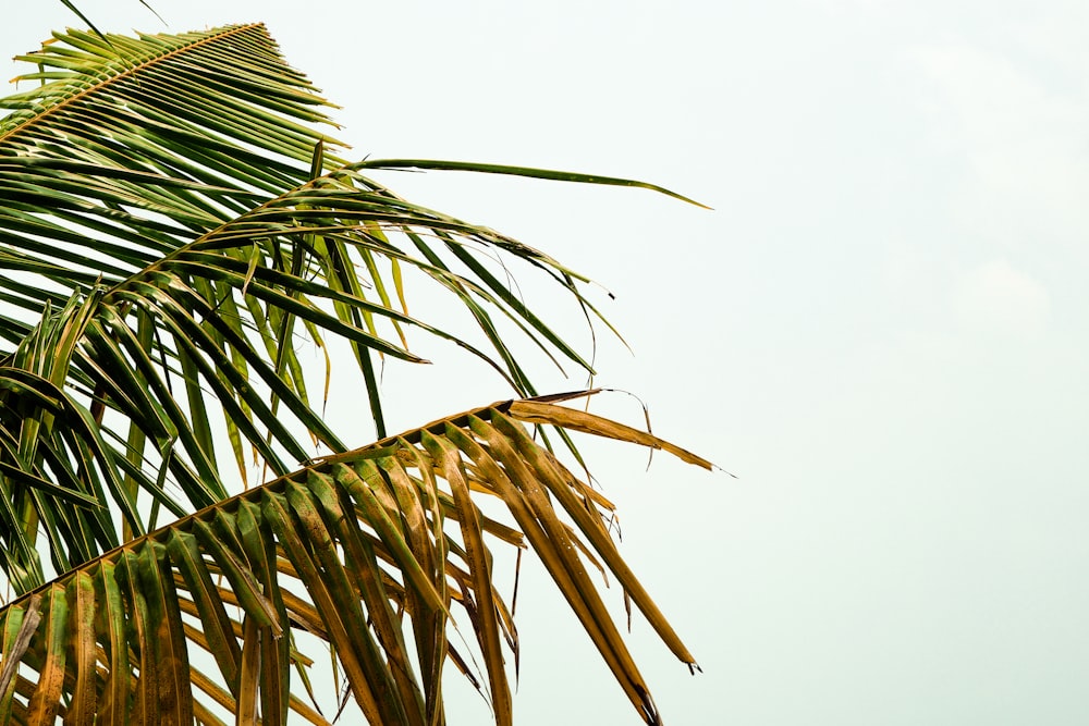 coconut tree leaf