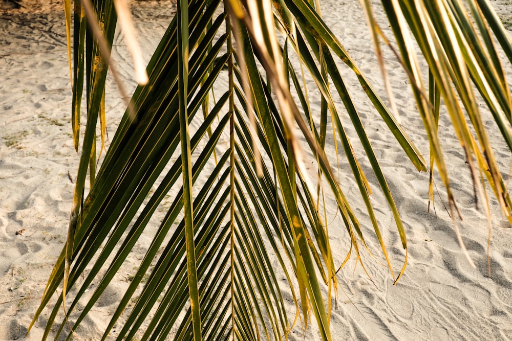 green coconut palm tree