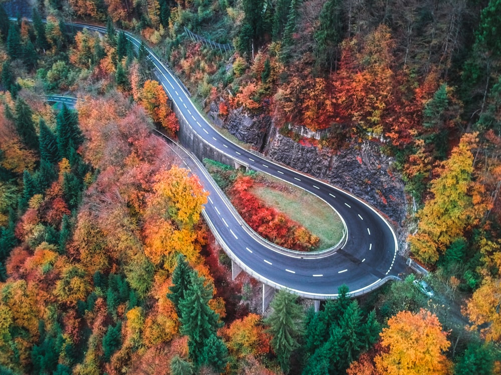 aerial photo of trees near road