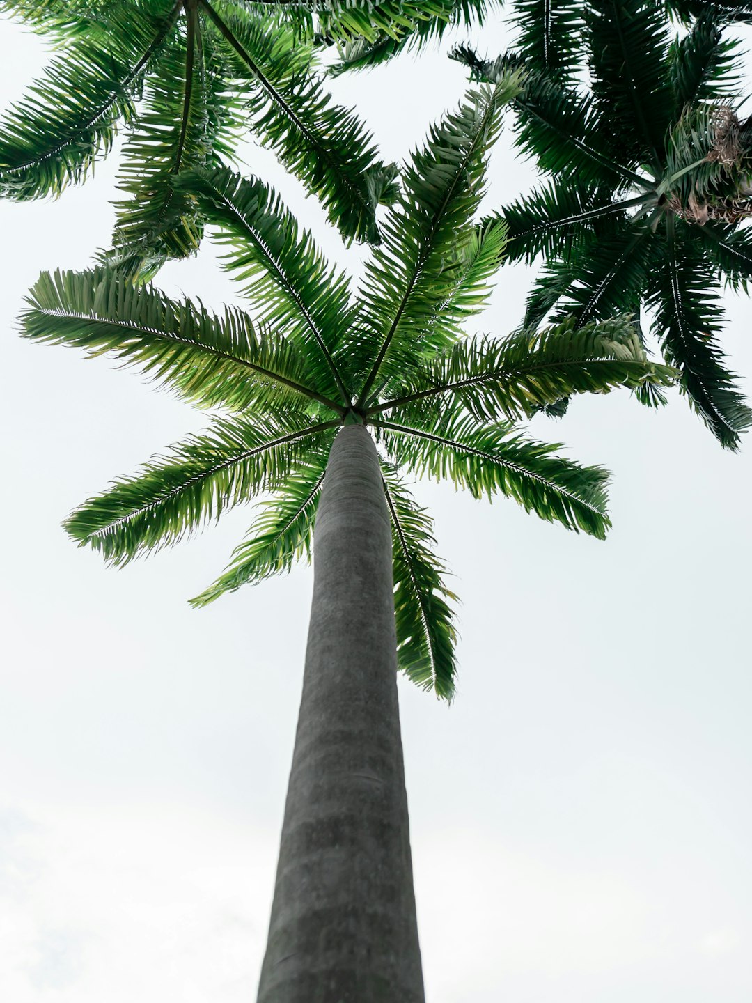 three green palm trees