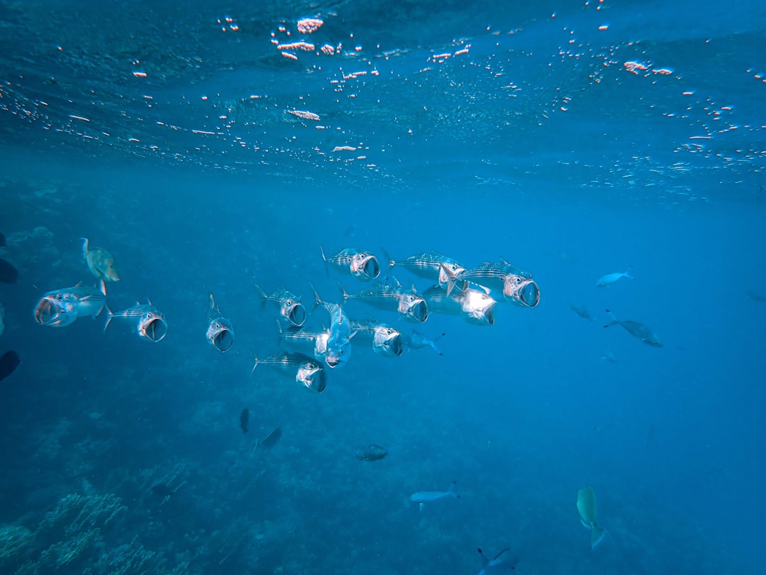 shoal of fish underwater