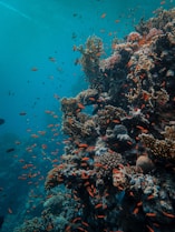 orange fish