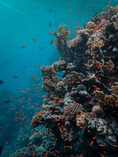 orange fish