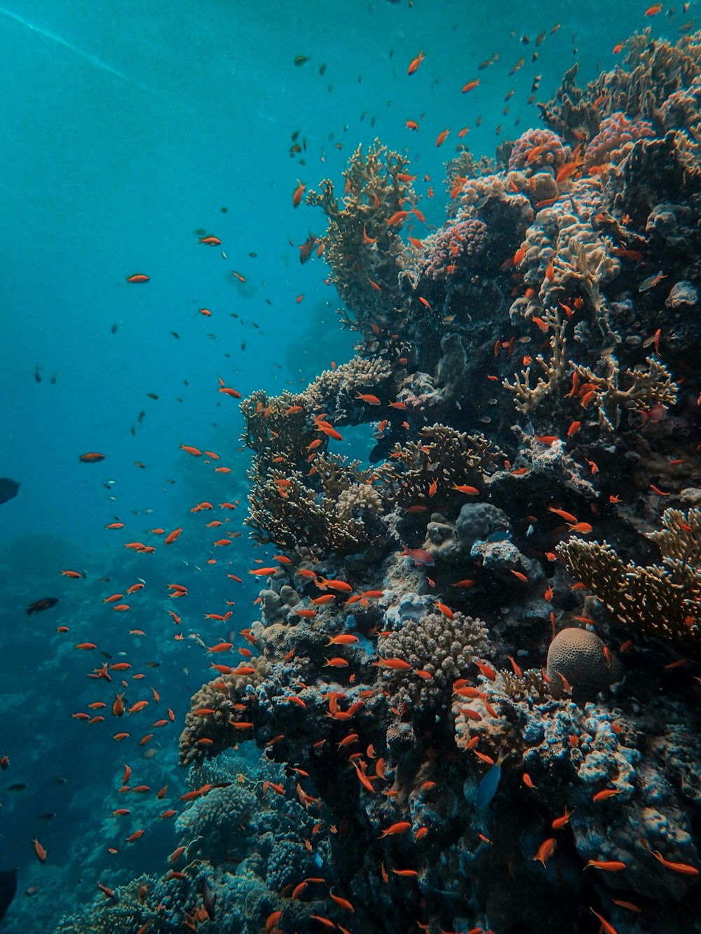 pesce arancione