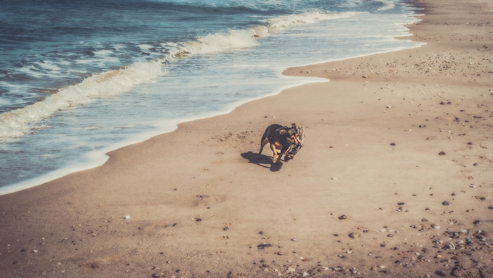 Perro en la orilla cerca del cuerpo de agua